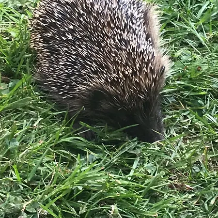 Bowland Fell Retreat Kompleks wypoczynkowy Tosside